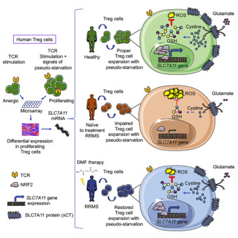 GSH - A new link between innate immune memory and immune regulation?