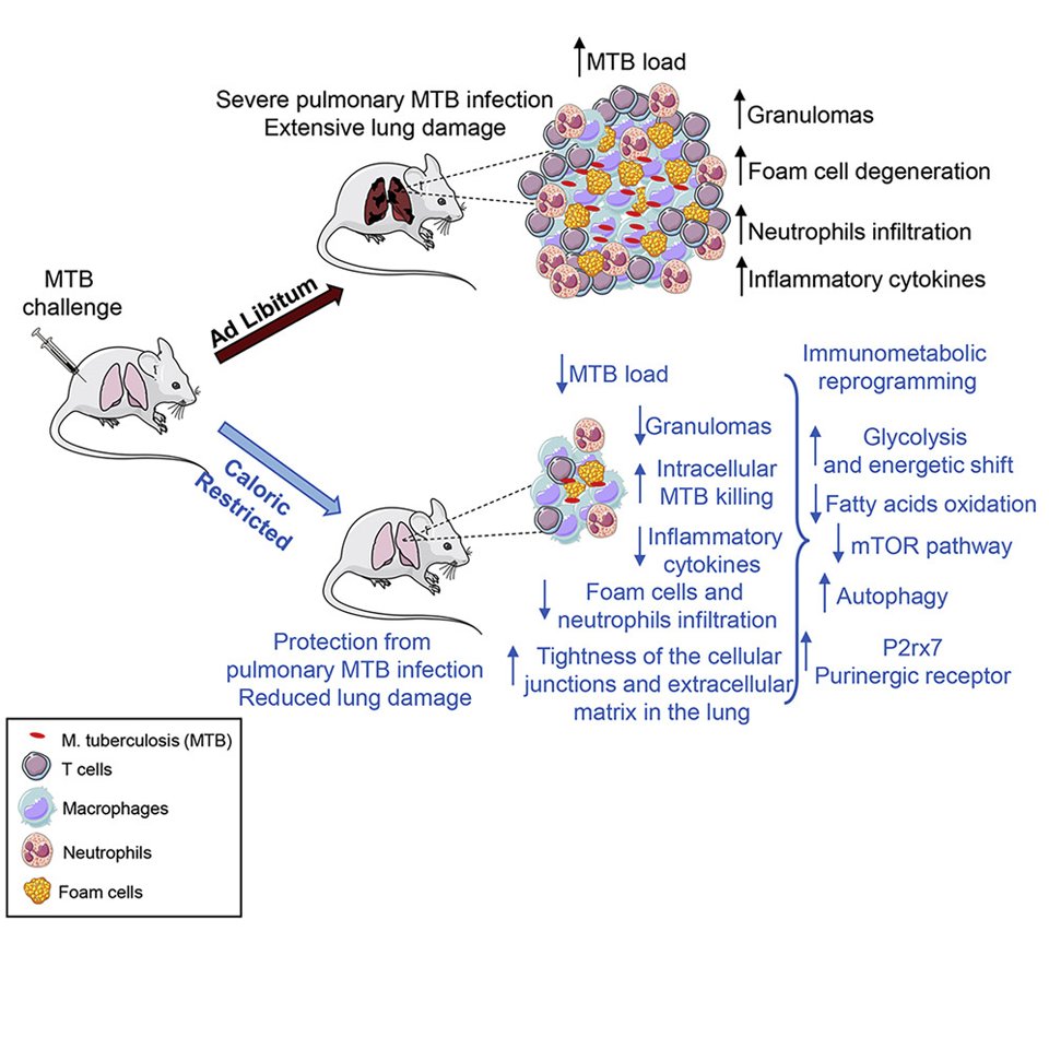 Caloric restriction Cell Metabolism